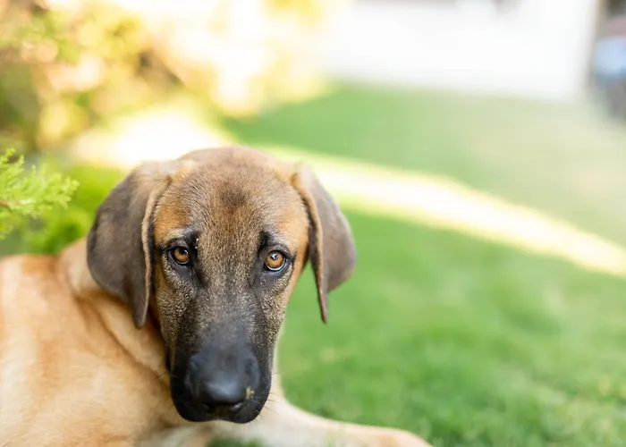 N Cesme Hotel Dalyankoy (Aegean)